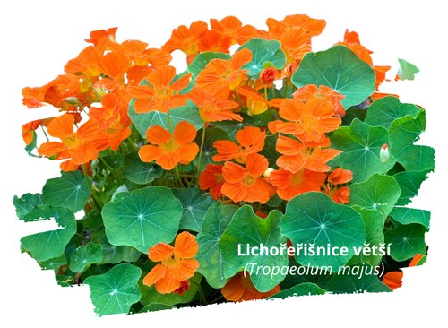 Lichořeřišnice větší (Tropaeolum majus)